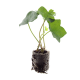 Hedera – 6 Pluggen | Groeien & Geniet van Groene Bedekking