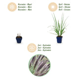 Green boutiQ - Grassen - Pennisetum alop. Black Beauty - Lampenpoetsergras - Met Pluim - Groen - 6 Planten - Pot 11cm - Hoogte 15-25cm