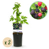 Green boutiQ - Fruitplant - Braam - Rubus Thornfree Evergreen - Zwarte Braam - Doornloos - 2 planten -Pot 11cm Hoogte 40cm