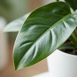 Green boutiQ - Kamerplant - Philodendron - Philodendron Imperial Green - Groen - Weinig onderhoud - 1 Plant - met Potter Wit - Pot 19cm - Hoogte 65cm