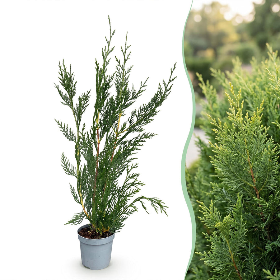 Cupressocyparis leylandii 2011 — Leylandiihaag, 24 stuks, 30-40 cm