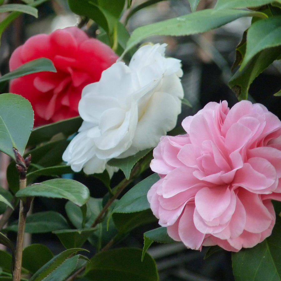 Camelia japonica Tricolour – 30 cm hoog (foto 5)