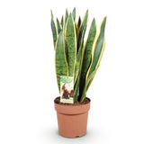 Green BoutiQ - Green is... Kamerplanten - Sansevieria Laurentii - Vrouwentong - Weinig onderhoud - Groen - 1 Plant - Pot 21cm - Hoogte 70-80cm