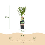 Green boutiQ - Fruitplant - Lonicera caerulea Kamchatika - Honingbes - Winterhard - Blauw Vrucht - 2 Planten - Pot 15cm - Hoogte 50cm