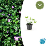 6x Vinca major - ↕10-25cm - Ø9cm
