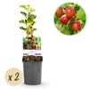 Green boutiQ - Fruitplant - Kruisbes - Ribes uva-crispaHinnomäki Röd - Rode Bes - 2 planten -Pot 11cm Hoogte 40cm