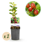Green boutiQ - Fruitplant - Kruisbes - Ribes uva-crispaHinnomäki Röd - Rode Bes - 2 planten -Pot 11cm Hoogte 40cm