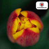 Tulpenbollen Jan Seignette — rood-geel gestreept, 20 stuks (maat 11/12)