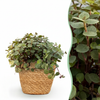Green boutiQ - Kamerplant - Calissia repens - Kattengras - Huisdiervriendelijk - Groen - 1 Plant - met Mand - Pot 12cm - Hoogte 17-20cm
