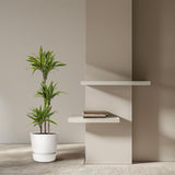 Dracaena Lemon Lime - 160 cm - ø27