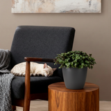 Green boutiQ - Kamerplant - Calissia repens - Kattengras - Huisdiervriendelijk - Groen - 1 Plant - met Potter Grijs - Pot 12cm - Hoogte 17-20cm