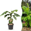 Green boutiQ - Fruitplant - Musa Basjoo - Bananenboom - Winterhard - Groen - 1 Plant - Pot 21cm - Hoogte 70-90cm