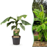 Green boutiQ - Fruitplant - Musa Basjoo - Bananenboom - Winterhard - Groen - 1 Plant - Pot 21cm - Hoogte 70-90cm