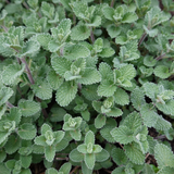 60x Nepeta faassenii - ↕10-25cm - Ø9cm