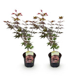 Green boutiQ - Terrasplant - Japanse Esdoorn - Acer palmatum Atropurpureum - Paars - 2 Planten - Bladverliezend - Pot 19cm Hoogte 70cm