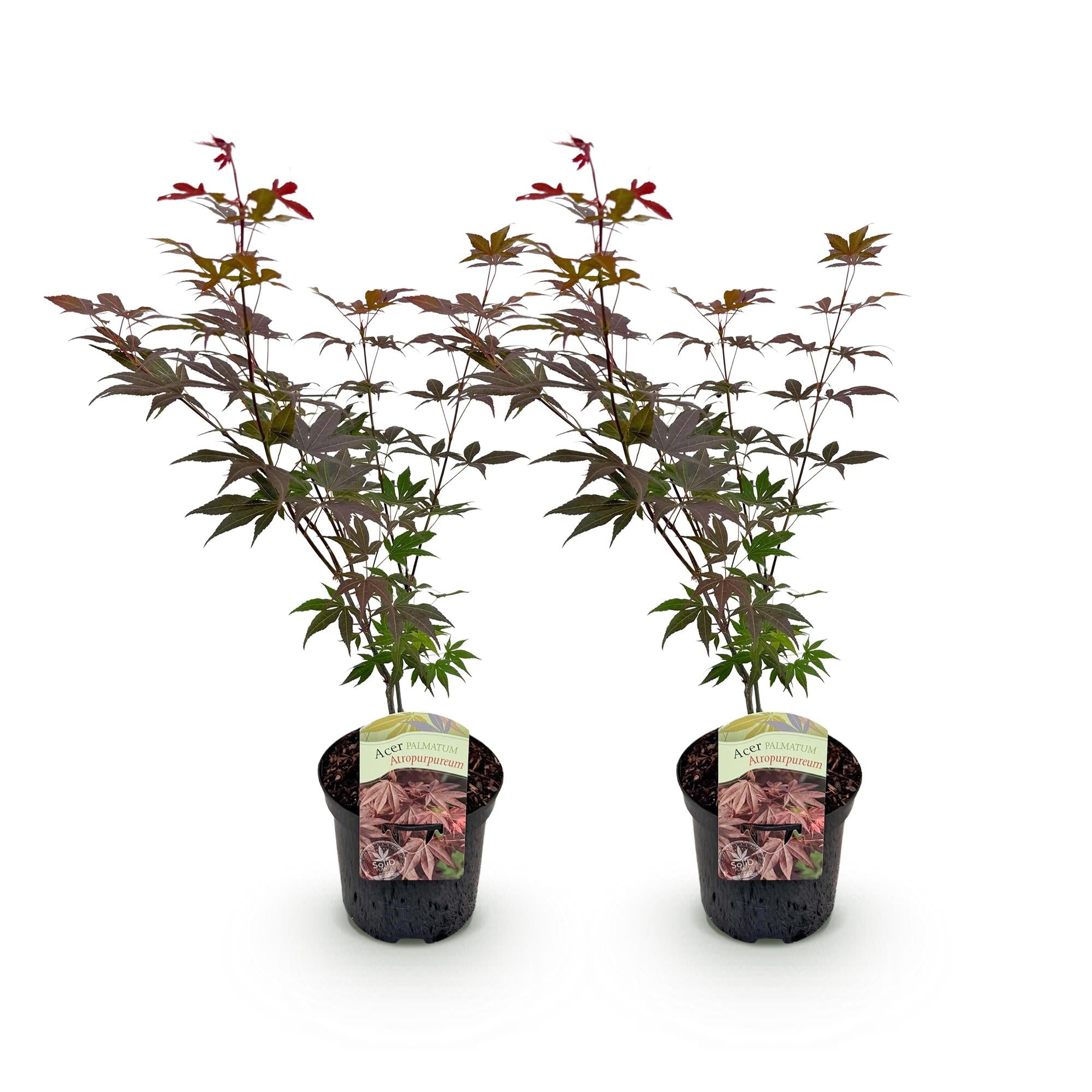 Green boutiQ - Terrasplant - Japanse Esdoorn - Acer palmatum Atropurpureum - Paars - 2 Planten - Bladverliezend - Pot 19cm Hoogte 70cm