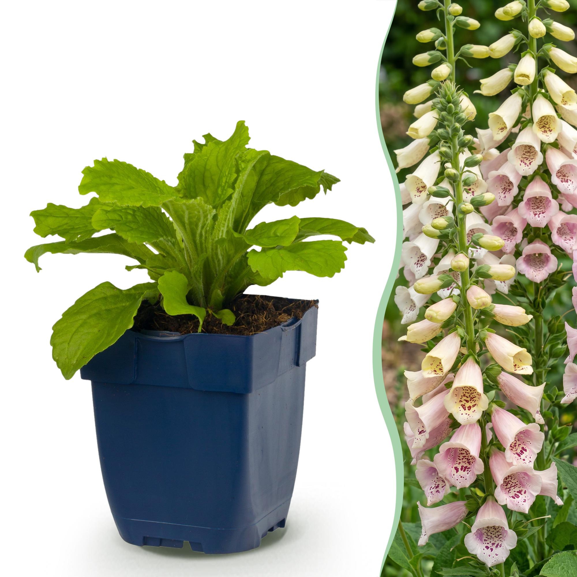 Green boutiQ - Vasteplant - Digitalis purp. Gloxiniiflora - Vingerhoedskruid - Schaduw - Wit-Roze - 12 Planten - Pot 11cm - Hoogte 15-25cm