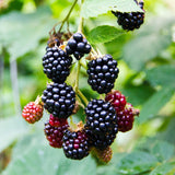 Green boutiQ - Fruitplant - Braam - Rubus fruticosus Triple Crown - Zwarte Braam - Doornloos - 2 planten -Pot 11cm Hoogte 40cm