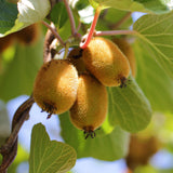 Green boutiQ - Fruitplant - Actinidia Weiki & Golden Kiwi - Kiwiplant - 1 Mannelijke - 1 Vrouwelijke - Planten - Geel - Pot 15cm - Hoogte 50cm