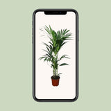 Howea forsteriana - Ø21cm - ↕120cm - Ø24 - ↨120cm