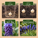 200x Muscari Latifolium - Breedbladig blauw druifje - Blauw - Verwilderingsbol - Bolmaat 5/6