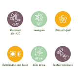 Green boutiQ - Siergrassen - Carex morrowii Ice Dance- Wit & Groen - 1 Planten - Groenblijvend - Winterhard - Pot 17cm Hoogte 50cm
