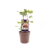 Ficus Brown Turkey - Ø15cm - ↕40cm