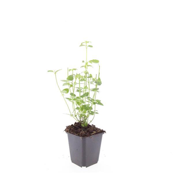 Agastache 'Black Adder' – 60 planten · pot Ø9 cm · 10-25 cm hoog (foto 2)
