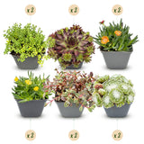 12x - Alpine mix - Ø7cm - ↕10-12cm