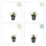 12x Luzula nivea - ↕10-25cm - Ø9cm