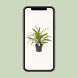 Dracaena Fragrans Lemon Lime - Ø17cm - ↕40cm