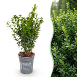 Green boutiQ - 16x Buxus sempervirens - Palmboompje - Haagplanten - Groenblijvend - Groen - Pot 9cm - Hoogte 20-25cm