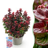 Green boutiQ - Tuinplant - Leucothoe Curly Red - Rood - 1 Plant -Groenblijvend - Weinig Onderhoud - Pot 17cm Hoogte 40cm