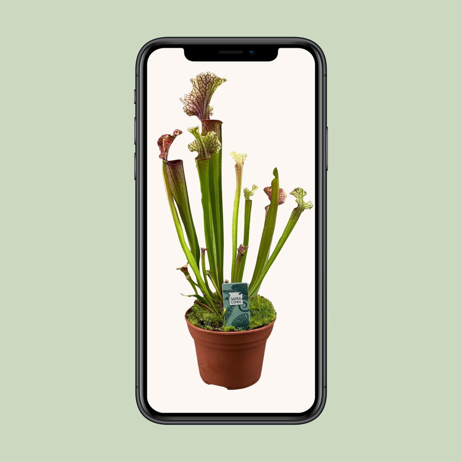 Sarracenia Judith Hindle – Pot Ø12 cm · 30 cm hoog (foto 4)