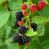 Green boutiQ - Fruitplant - Braam - Rubus Black Satin - Zwarte Braam - Doornloos - 2 planten -Pot 11cm Hoogte 40cm