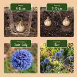 160x Allium Caeruleum - Blauwe sieralui - Blauw - Zomerbloeier - Bolmaat 4/5