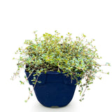 Green boutiQ - Vasteplant - Thymus praecox Minor - KruipTijm - Geurend - Roze - 1 Plant - Pot 11cm - Hoogte 15-25cm