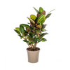 Codiaeum 'Croton' Petra Ø21cm - ↕60 - 80cm