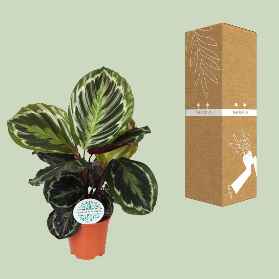 Calathea Medallion – Pot Ø14 cm · 45 cm hoog (foto 3)