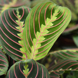 Green boutiQ - Kamerplant - Maranta Fascinator Tricolour - Gebedsplant - Huisdiervriendelijke Plant - Groen - 4 Planten - met Potter Wit - Pot 12cm - Hoogte 25cm