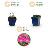 Green boutiQ - Vasteplant - Geranium sang. Max Frei - Ooievaarsbek - Bodembedekkend - Roze - 12 Planten - Pot 11cm - Hoogte 15-25cm