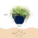 Green boutiQ - Vasteplant - Thymus citr. Sambesi - Citroentijm - Geurend - Geel - 1 Plant - Pot 11cm - Hoogte 15-25cm