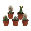Cactus mix 5.5 cm - zonder pot bloeiend - 5x