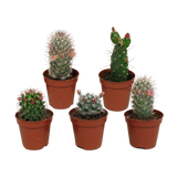 Cactus mix 5.5 cm - zonder pot bloeiend - 5x