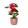 Anthurium Red 12cm in ELHO Vibes Fold 14cm roze