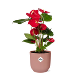 Anthurium Red 12cm in ELHO Vibes Fold 14cm roze