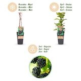 Green boutiQ - Fruitplant - Rubus occ. Black Jewel - Bramenplant - Winterhard - Zwarte Braam - 2 Planten - Pot 15cm - Hoogte 50cm