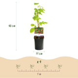 Green boutiQ - Fruitplant - Framboos - Rubus Mailing Promise- Rode Framboos - 2 planten -Pot 11cm Hoogte 40cm