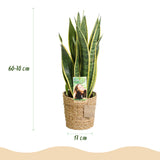 Green BoutiQ - Green is... Kamerplanten - Sanseveria Laurentii - Vrouwentong - Weinig onderhoud - met mand - Groen - 2 Planten - Pot 17cm - Hoogte 60-70cm