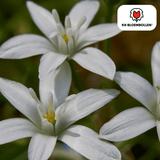 Vogelmelkbollen (Ornithogalum) — 30 stuks